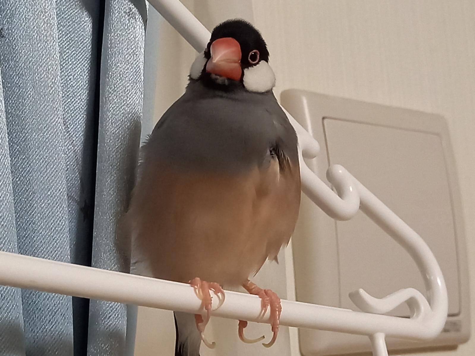 ぶんちゃん ぶんちゃん