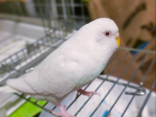 白いアルビノ マリリンちゃん