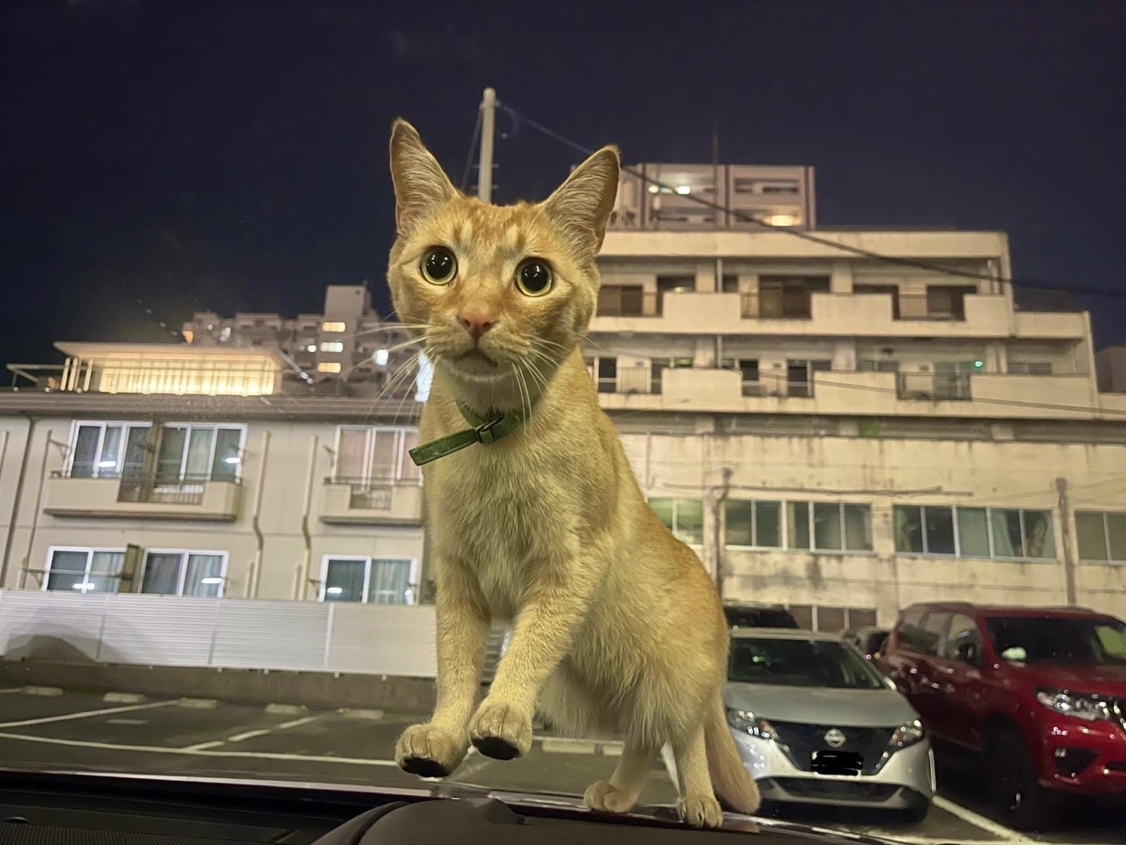 目撃された猫 目撃された猫
