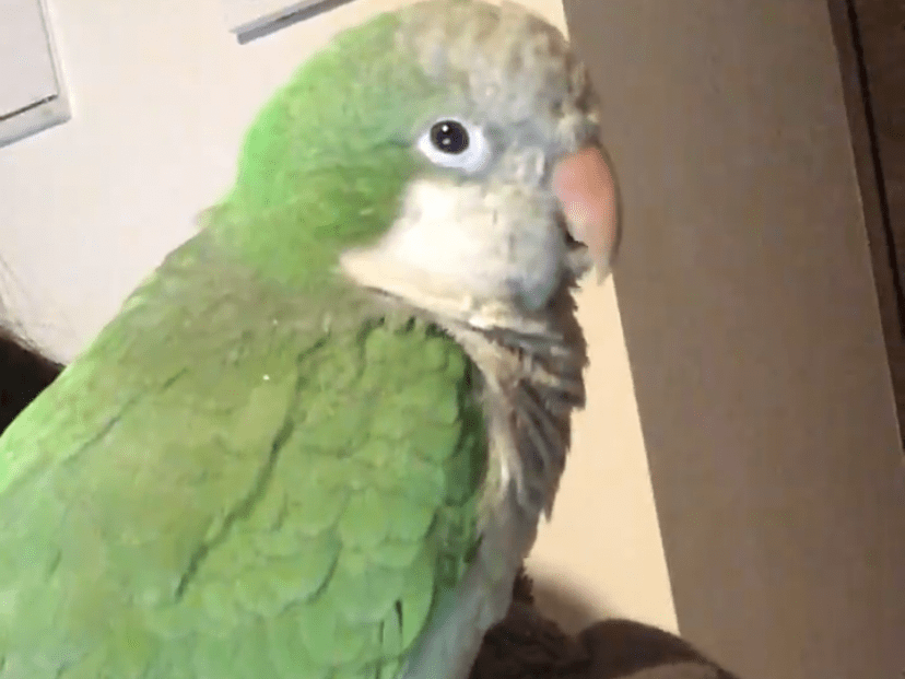 コロ助ちゃん コロ助ちゃん