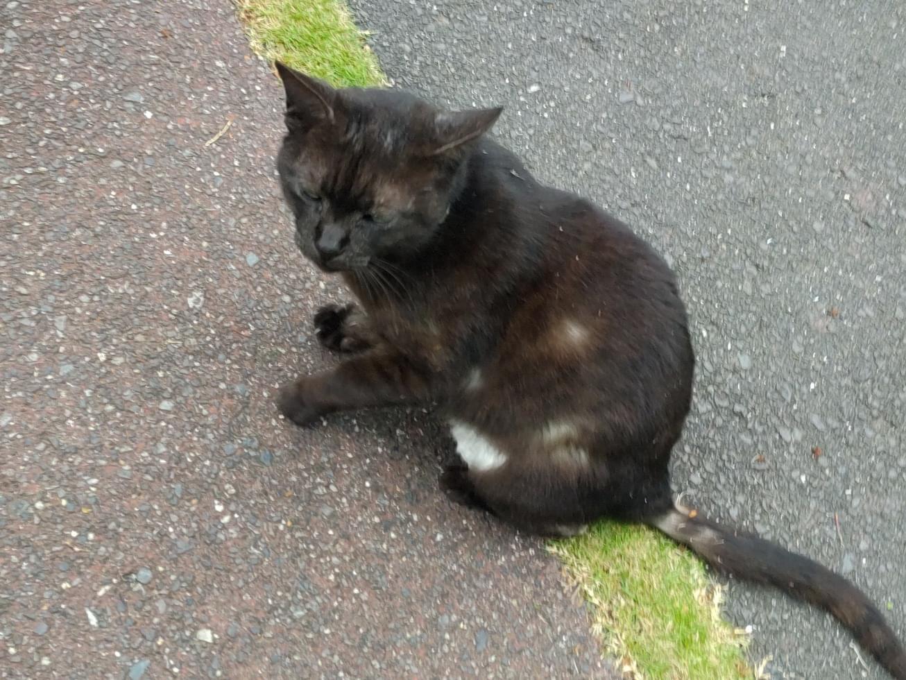 目撃された猫 目撃された猫