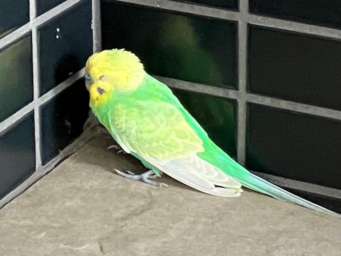 目撃された鳥 目撃された鳥