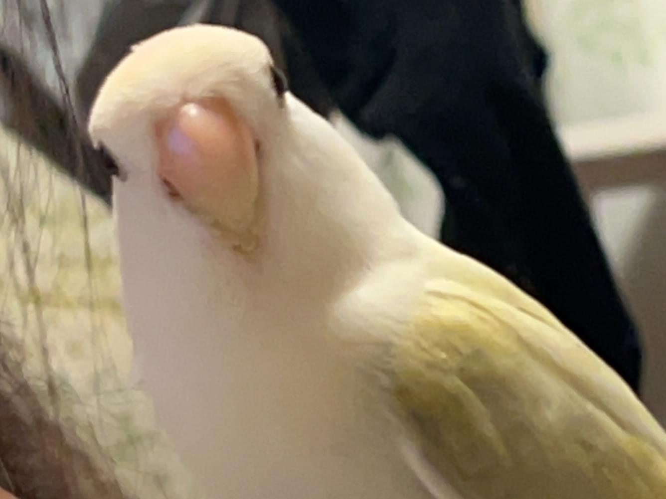 くーちゃん