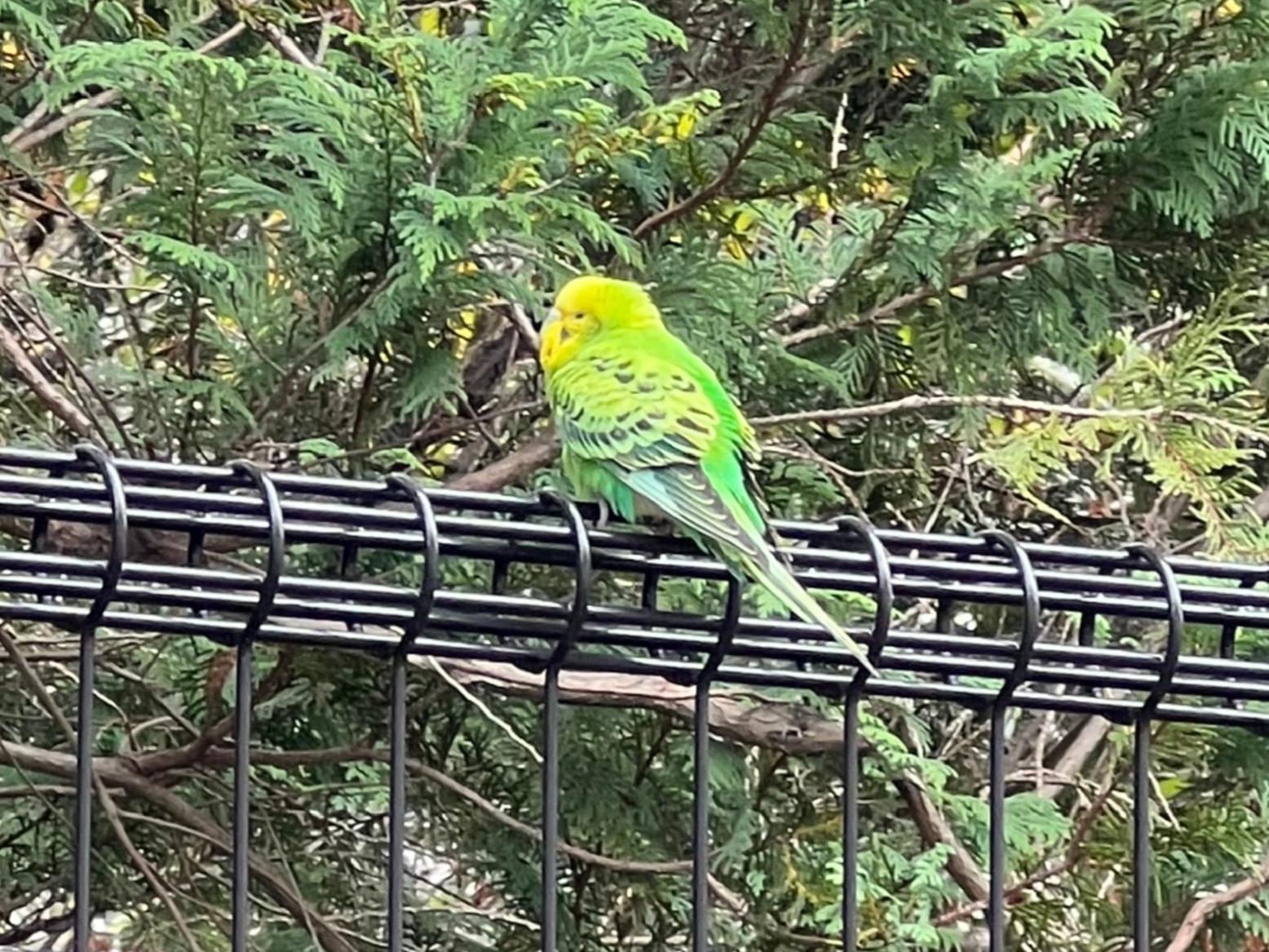目撃された鳥 目撃された鳥