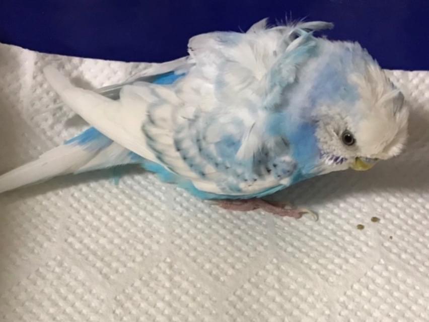 保護された鳥 保護された鳥