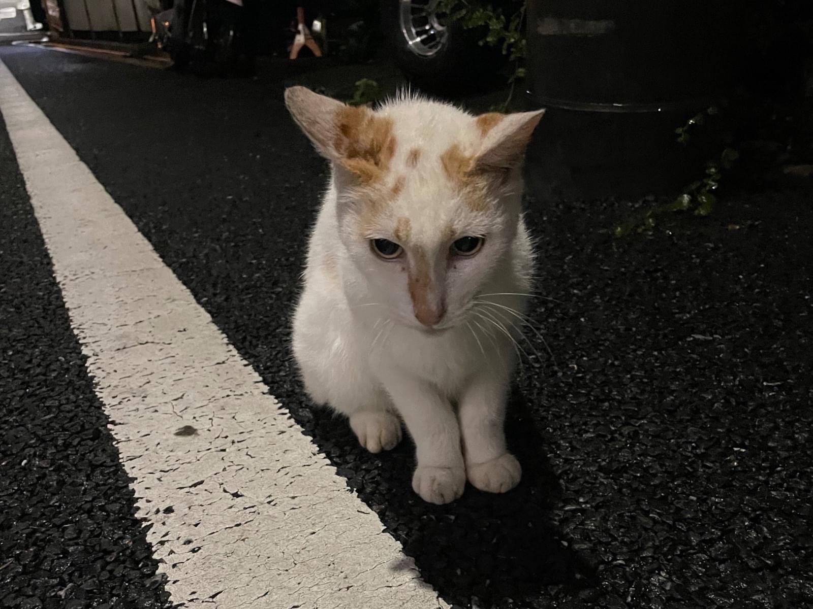 目撃された猫 目撃された猫