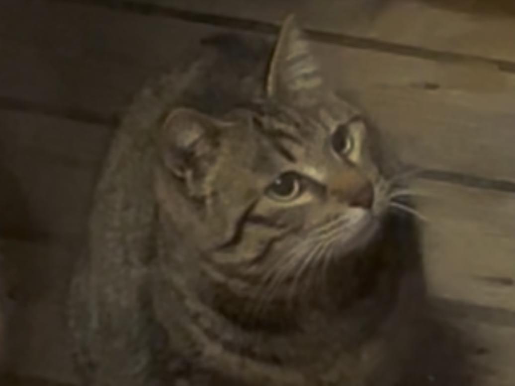 目撃された猫 目撃された猫