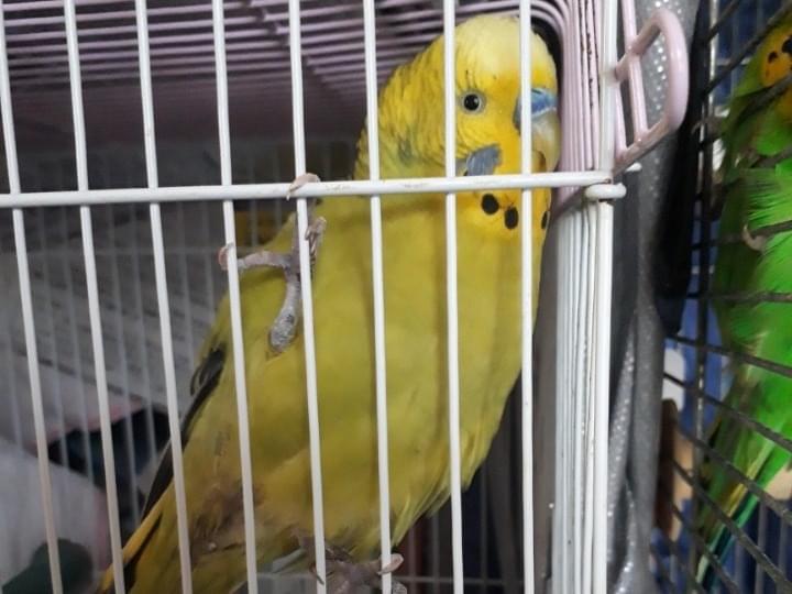 保護された鳥 保護された鳥