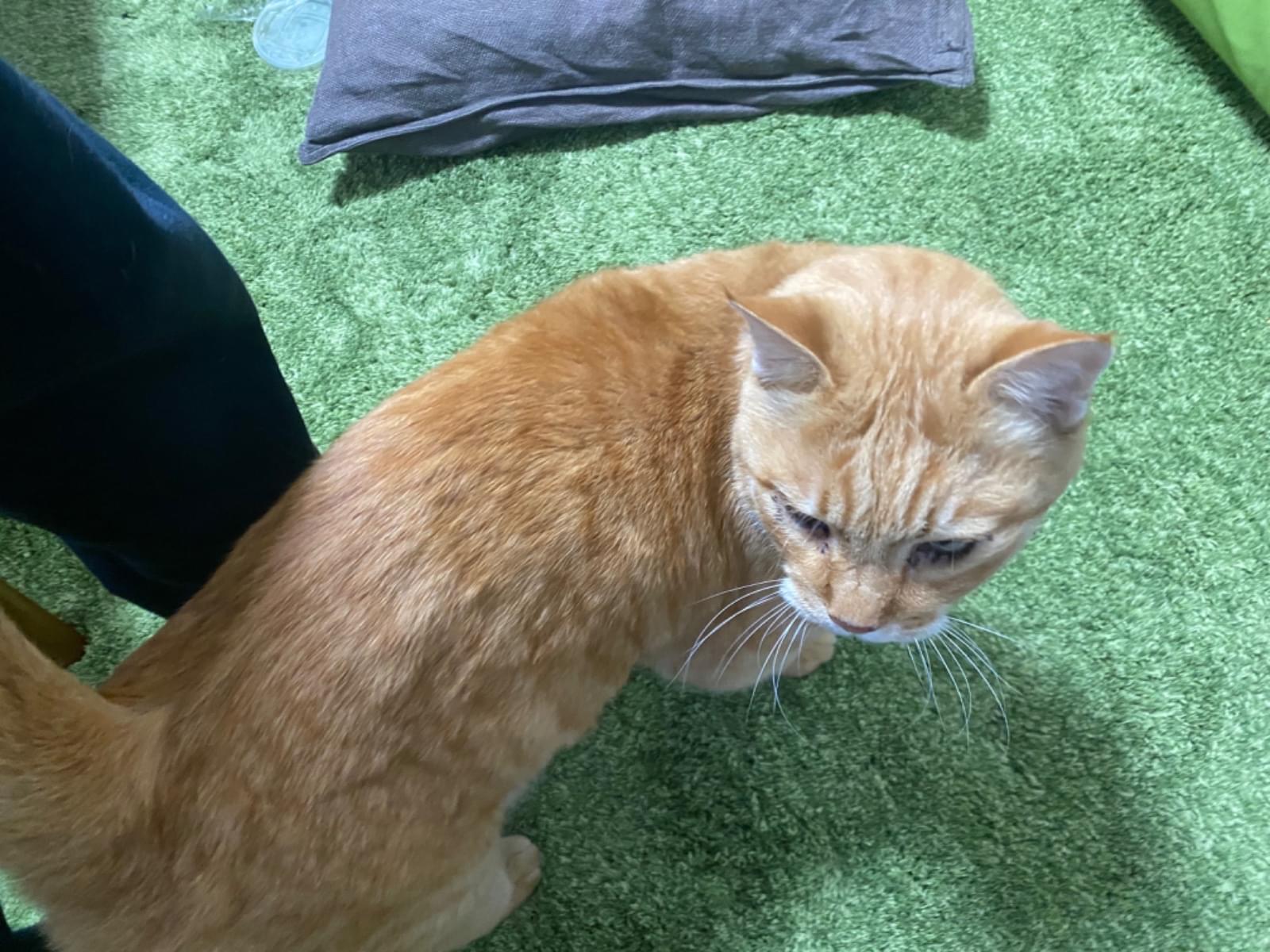 保護された猫 保護された猫