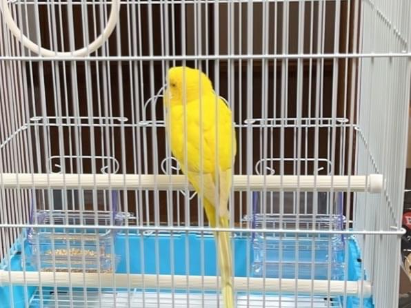 保護された鳥