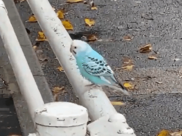 目撃された鳥 目撃された鳥