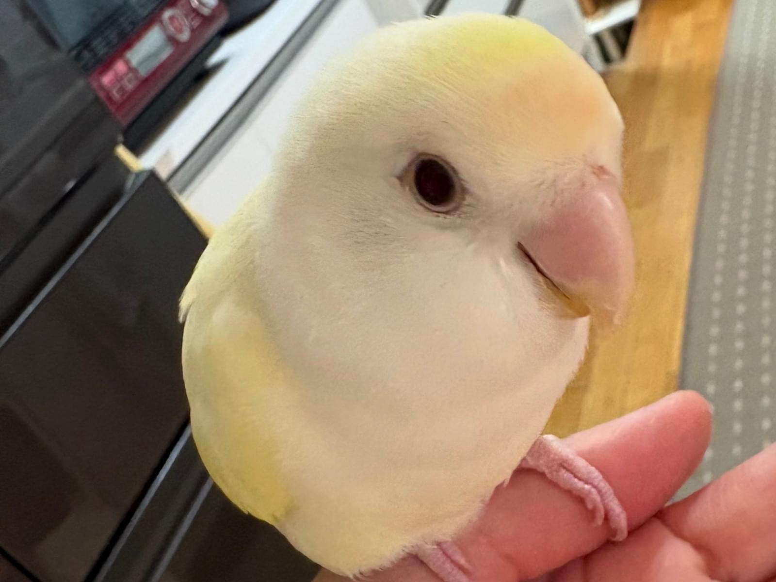 ひまちゃん ひまちゃん