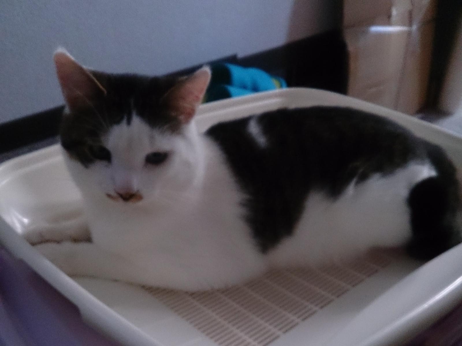 レオちゃん レオちゃん