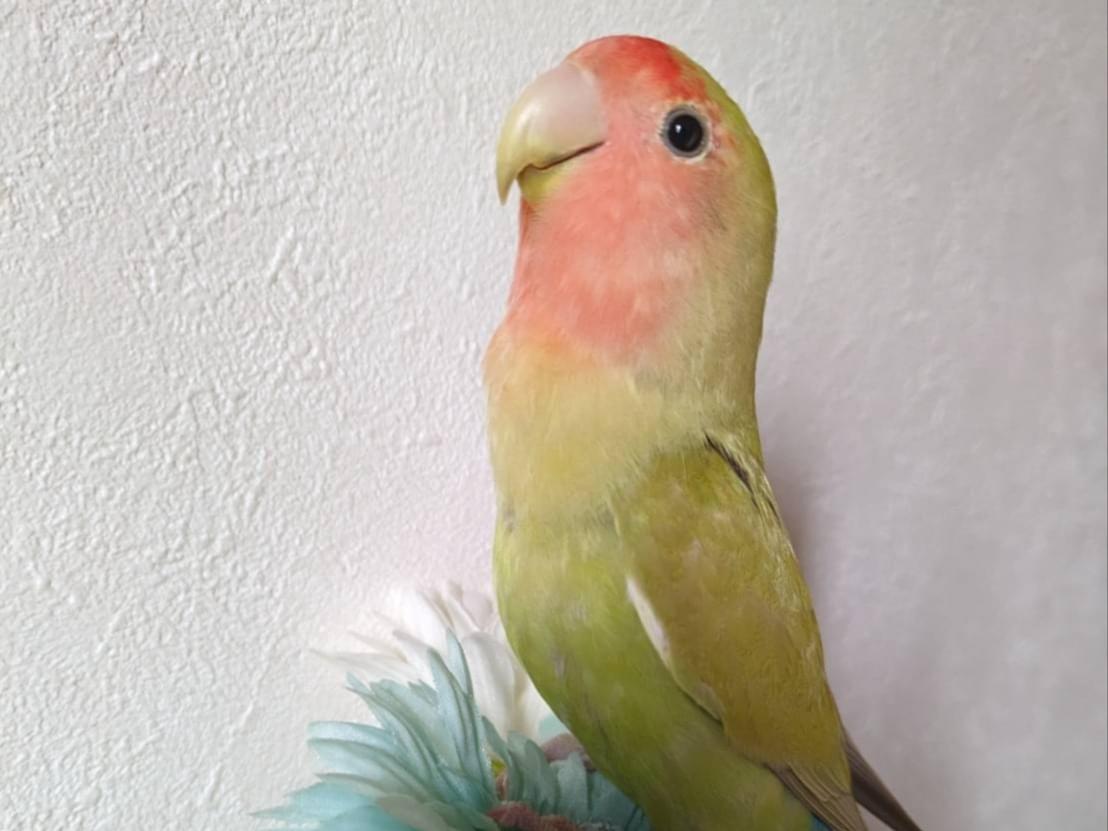ららちゃん ららちゃん