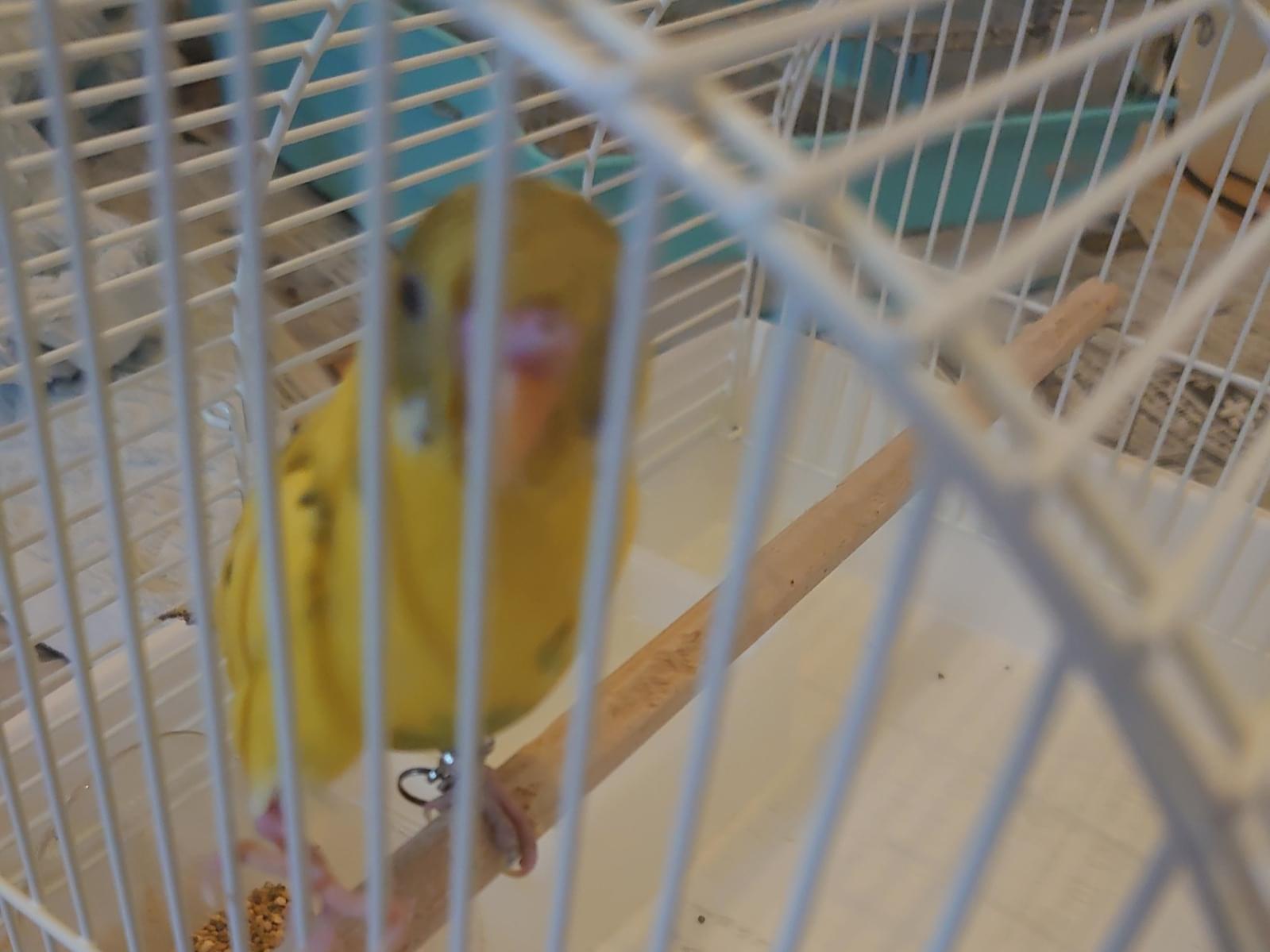 保護された鳥 保護された鳥