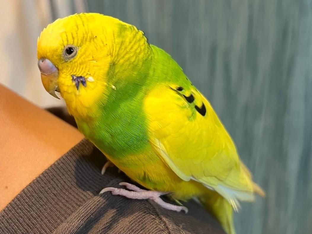保護された鳥 保護された鳥