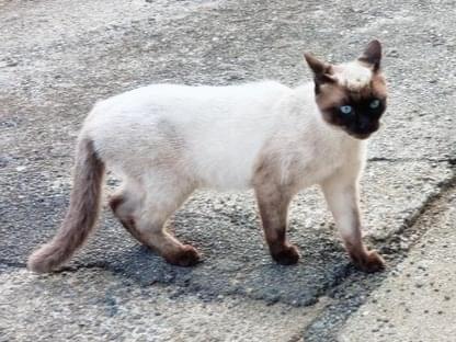 目撃された猫 目撃された猫