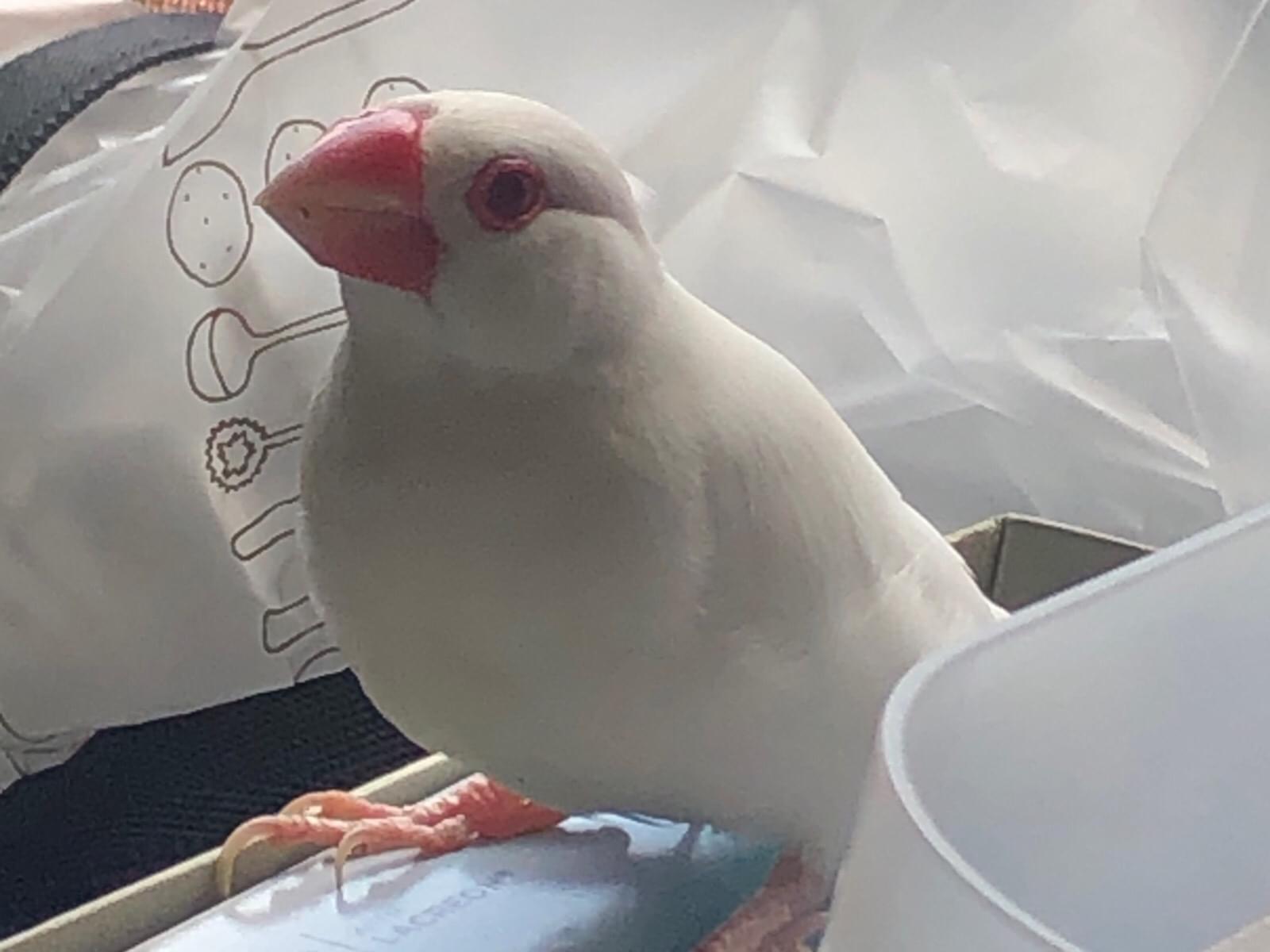 保護された鳥 保護された鳥