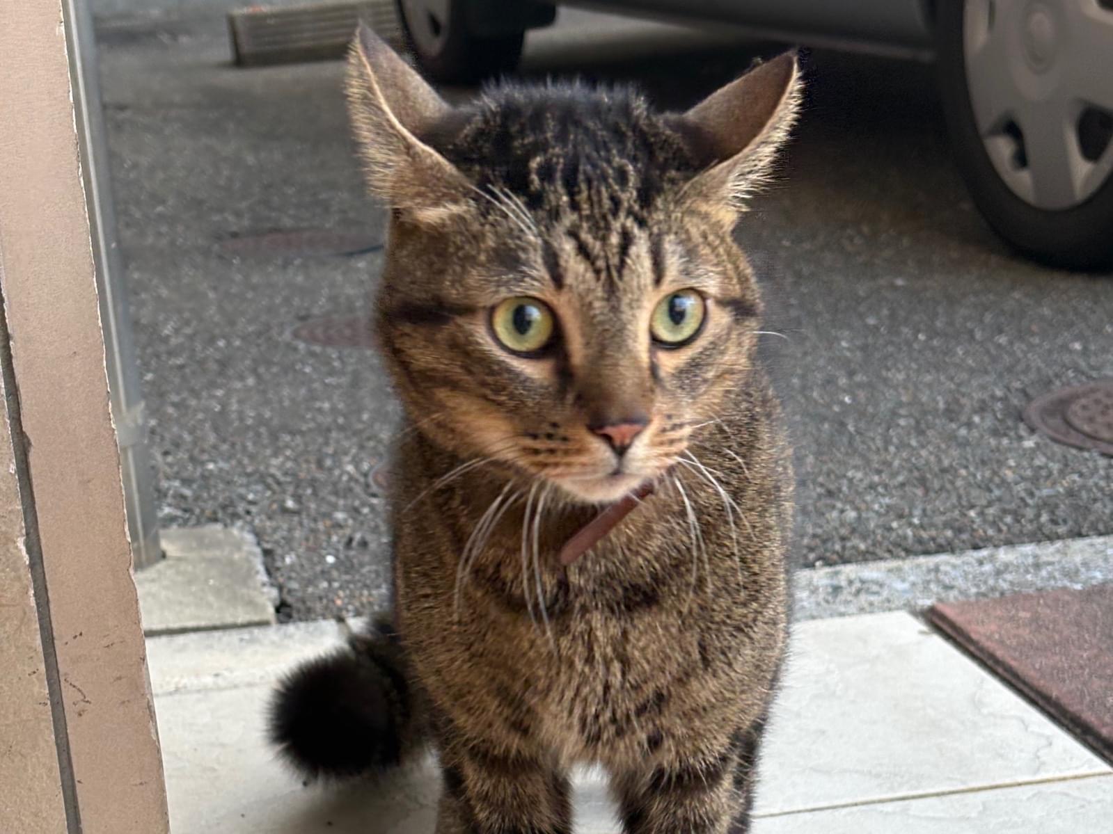 目撃された猫 目撃された猫