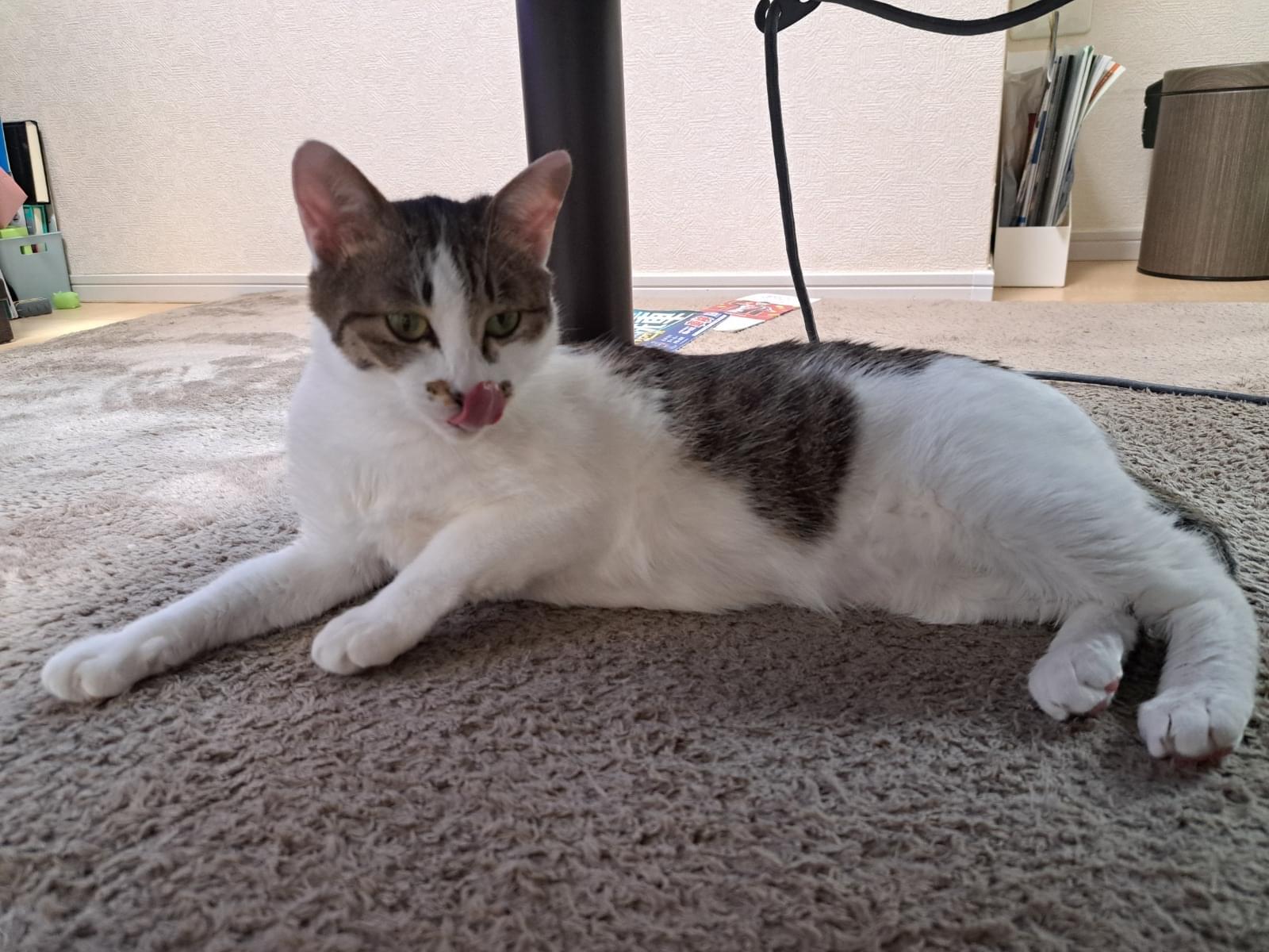 こまちちゃん こまちちゃん