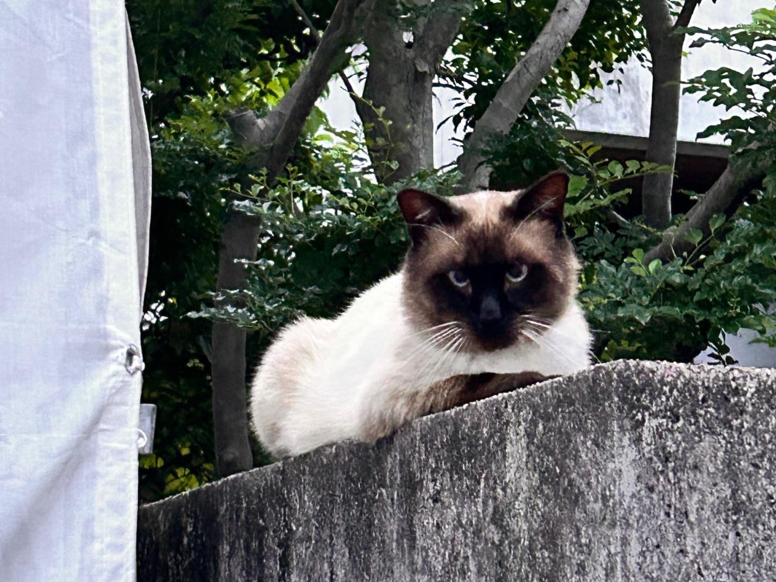 目撃された猫 目撃された猫