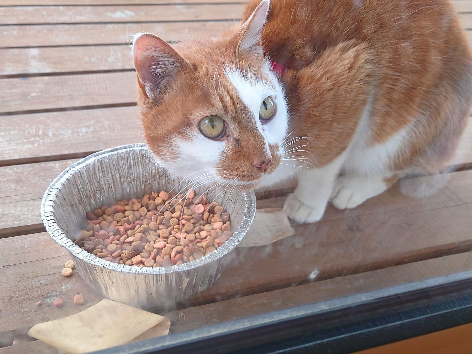 目撃された猫 目撃された猫