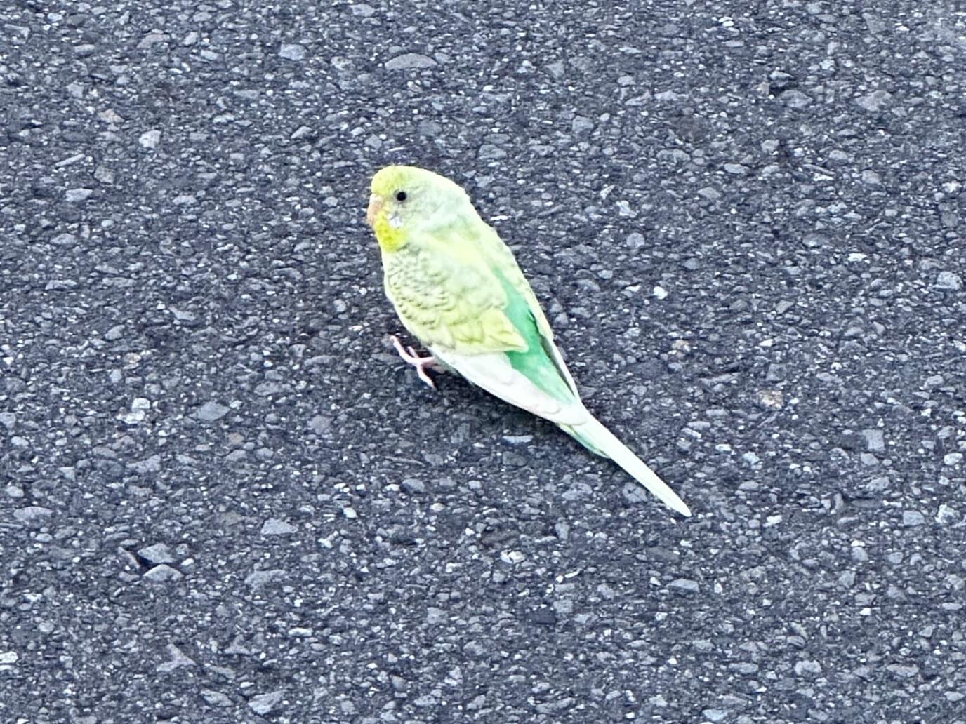 目撃された鳥 目撃された鳥
