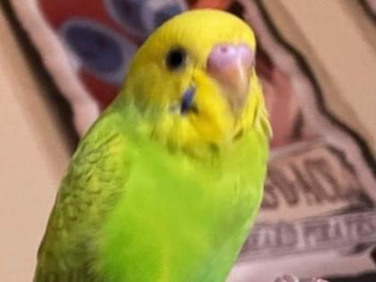 リルちゃん リルちゃん