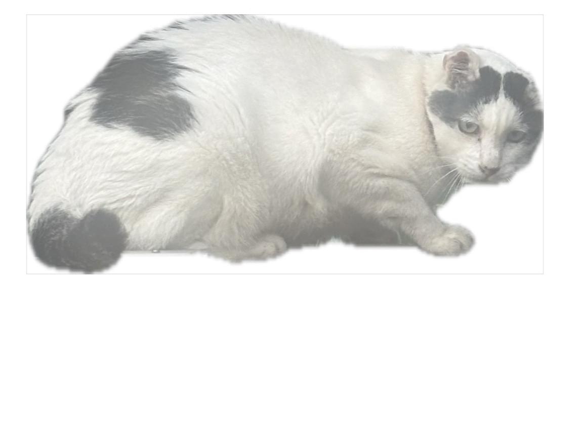目撃された猫 目撃された猫