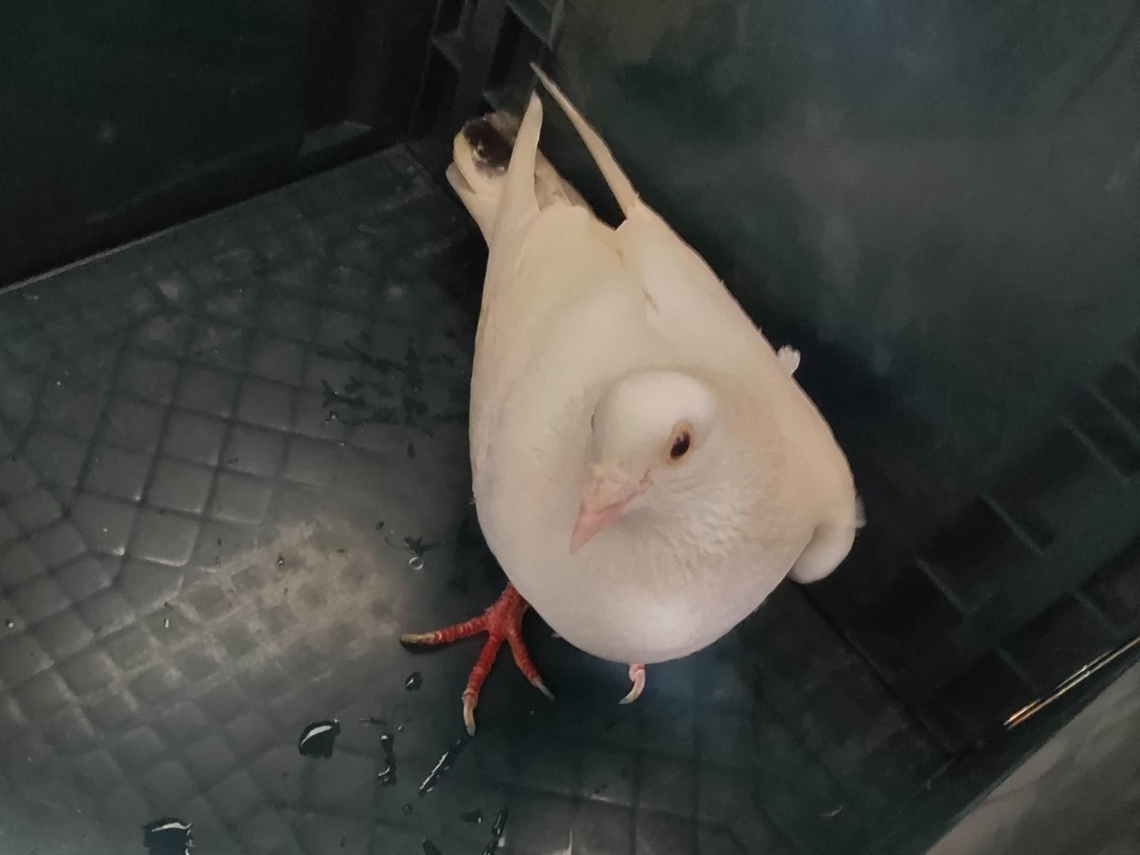 保護された鳥 保護された鳥