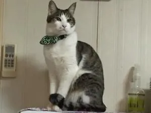 キジ白猫を探しています