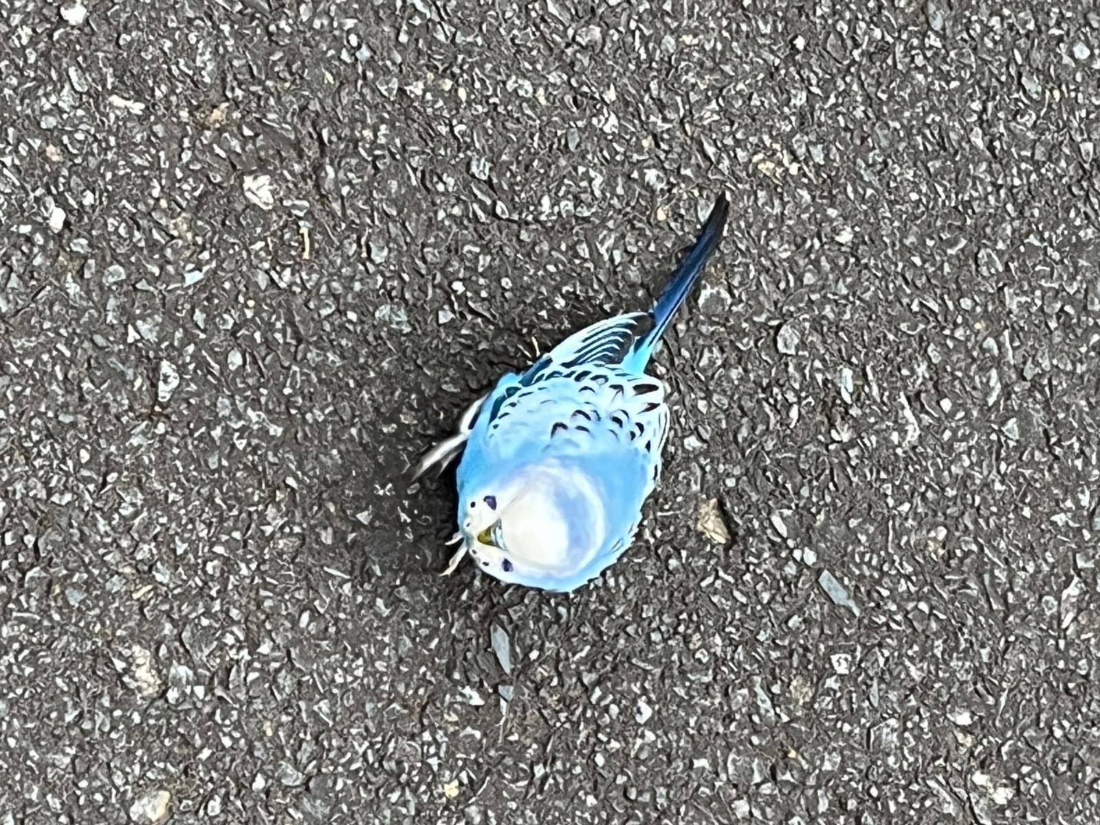目撃された鳥 目撃された鳥