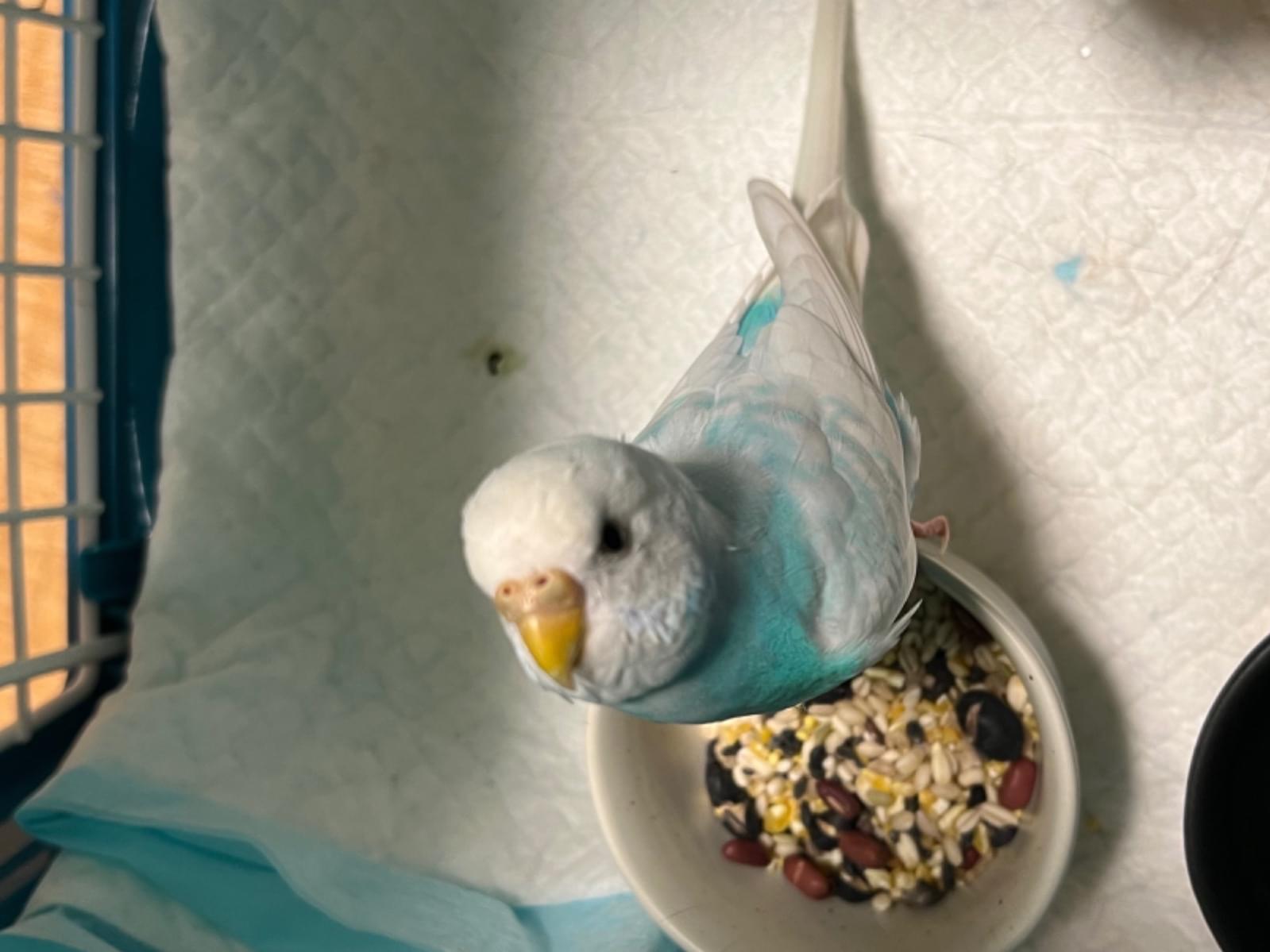 保護された鳥 保護された鳥