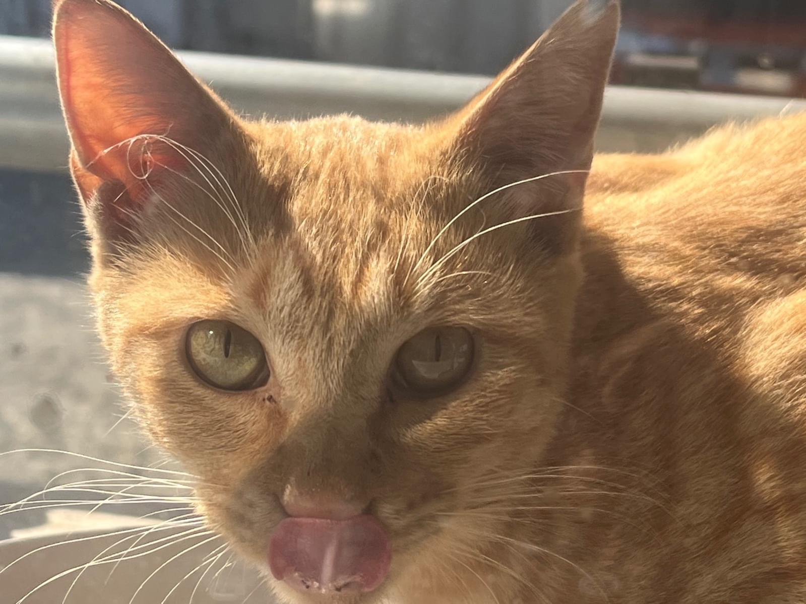 目撃された猫 目撃された猫