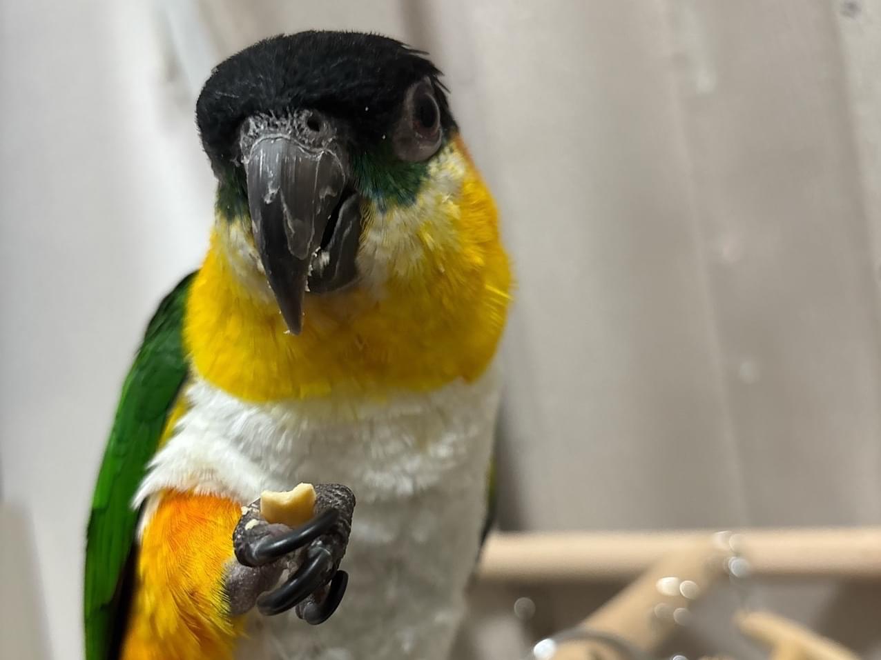 ぷうちゃん ぷうちゃん