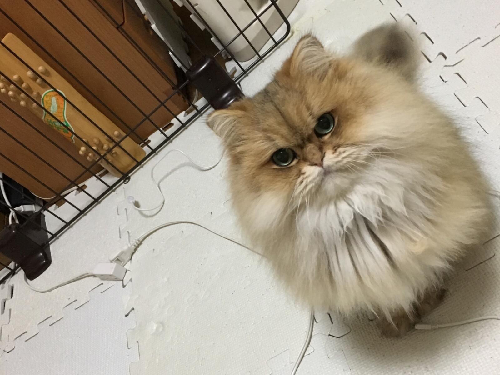 ララちゃん ララちゃん