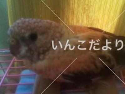 クリームちゃん クリームちゃん