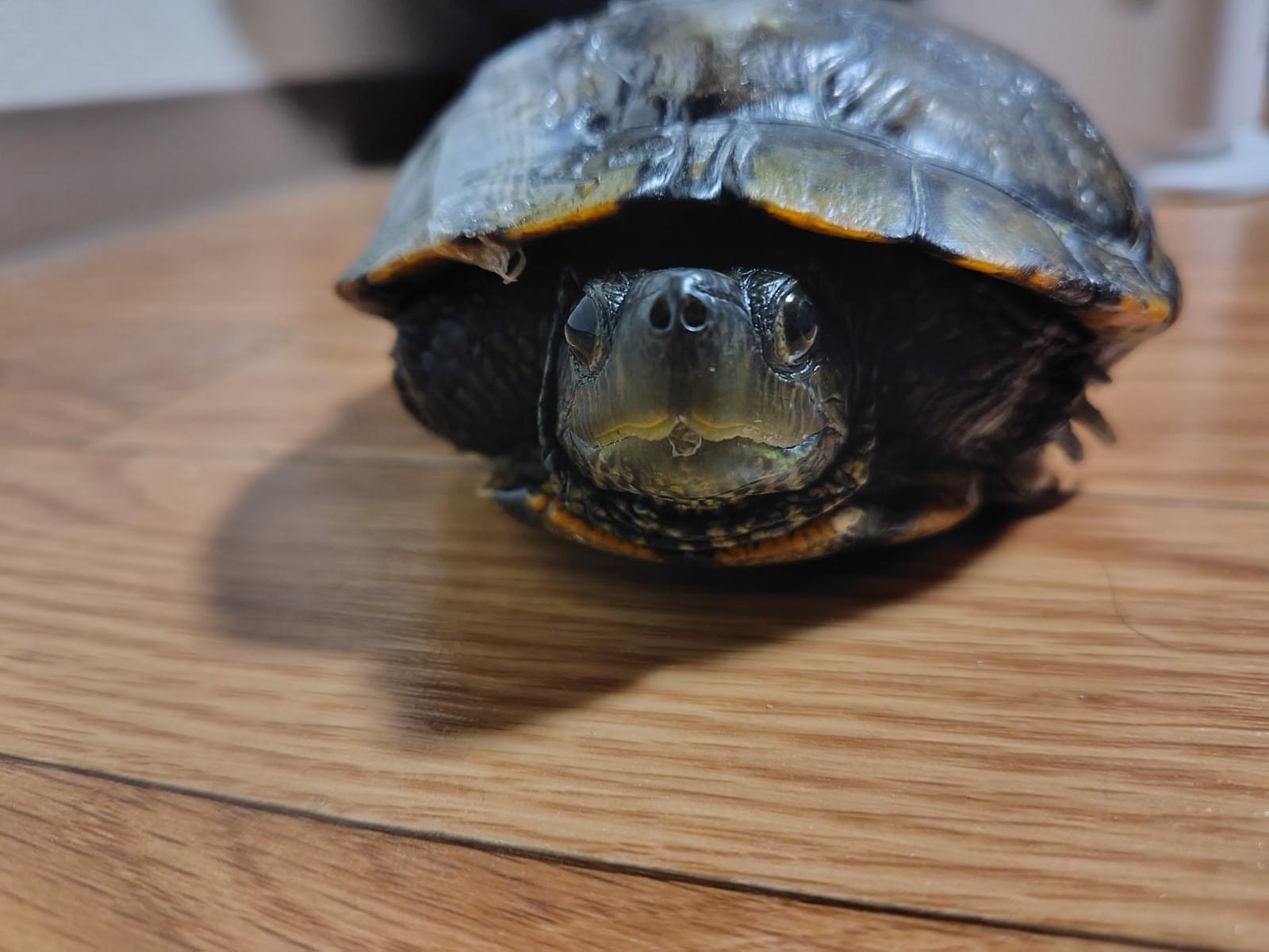 保護されたペット 保護されたペット