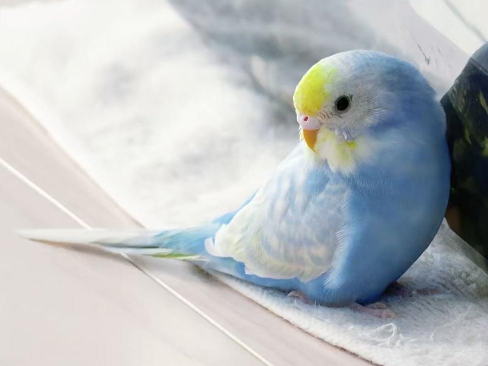 アオキちゃん アオキちゃん