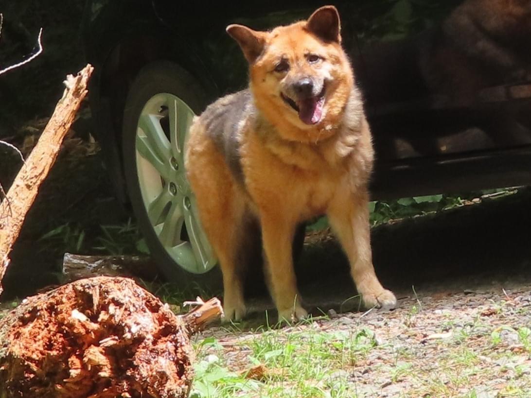 目撃された犬 目撃された犬