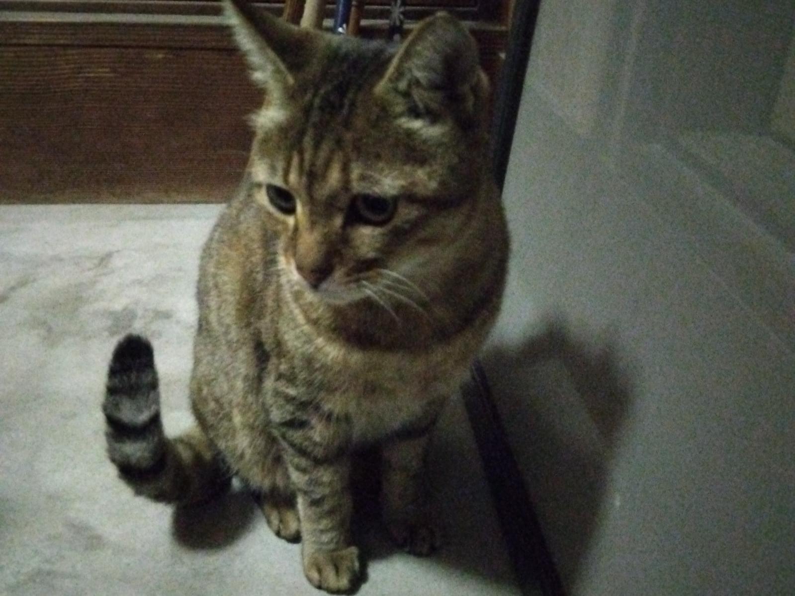 ボスちゃん ボスちゃん
