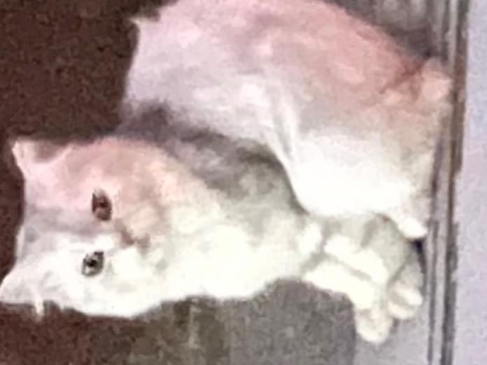 目撃された猫 目撃された猫