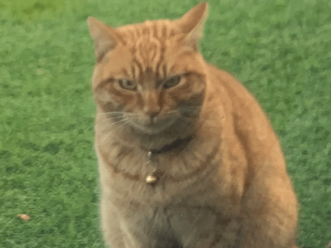 目撃された猫 目撃された猫