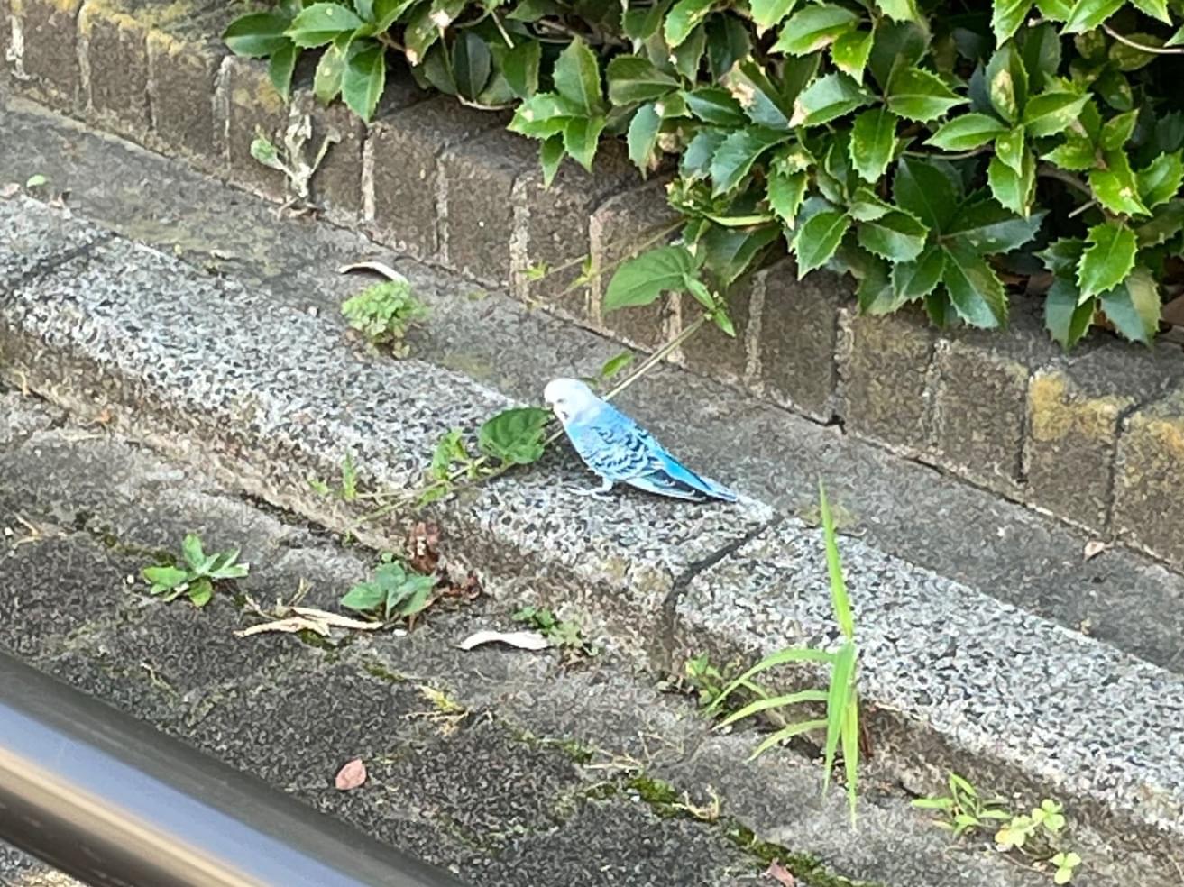目撃された鳥 目撃された鳥