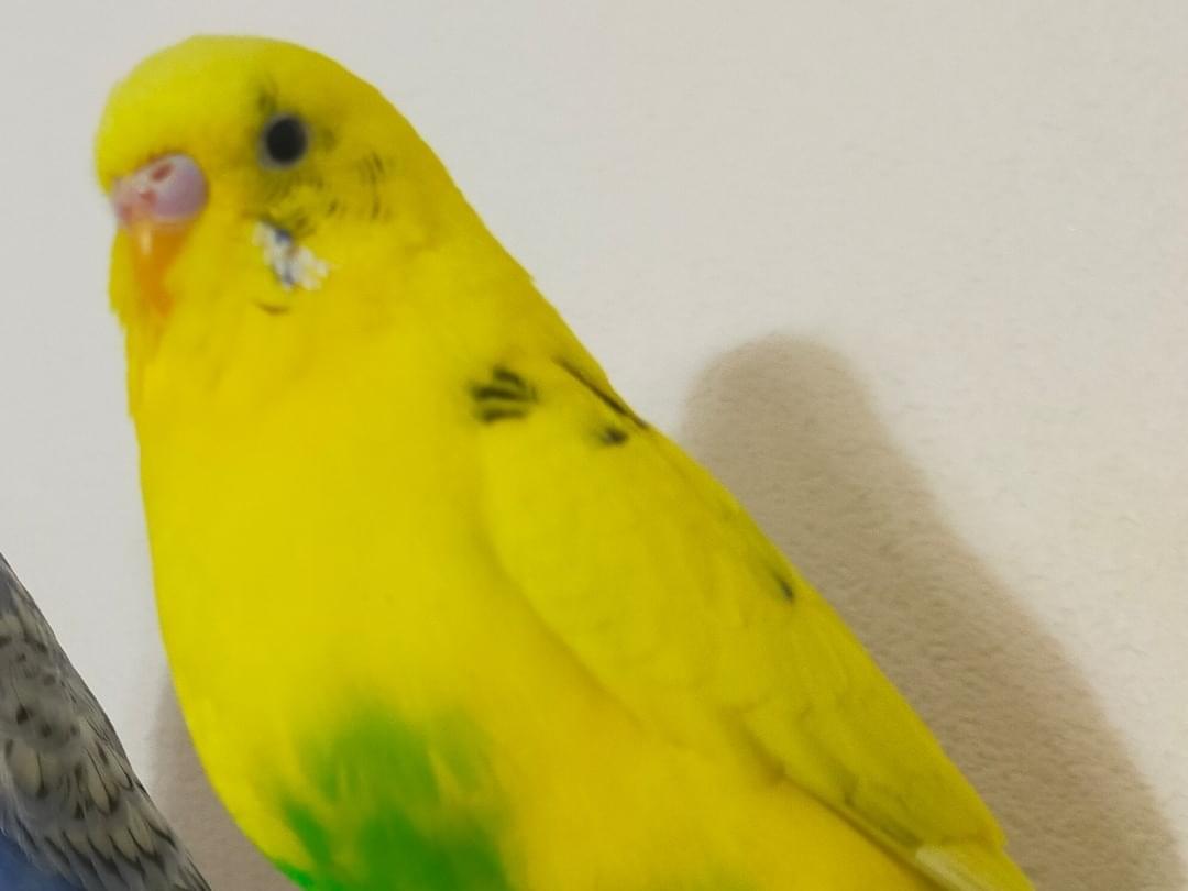 きいちゃん きいちゃん