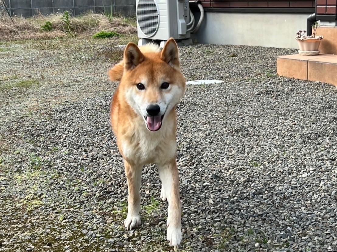 保護された犬 保護された犬