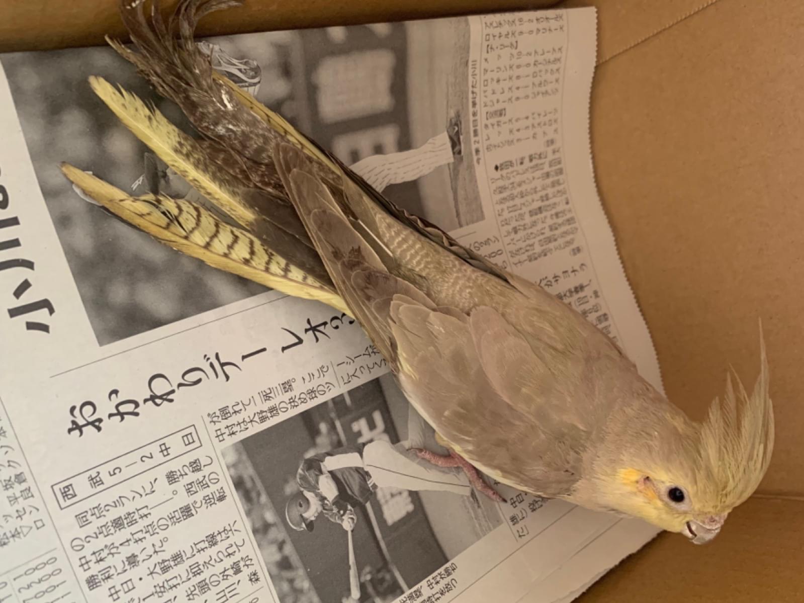 保護された鳥 保護された鳥