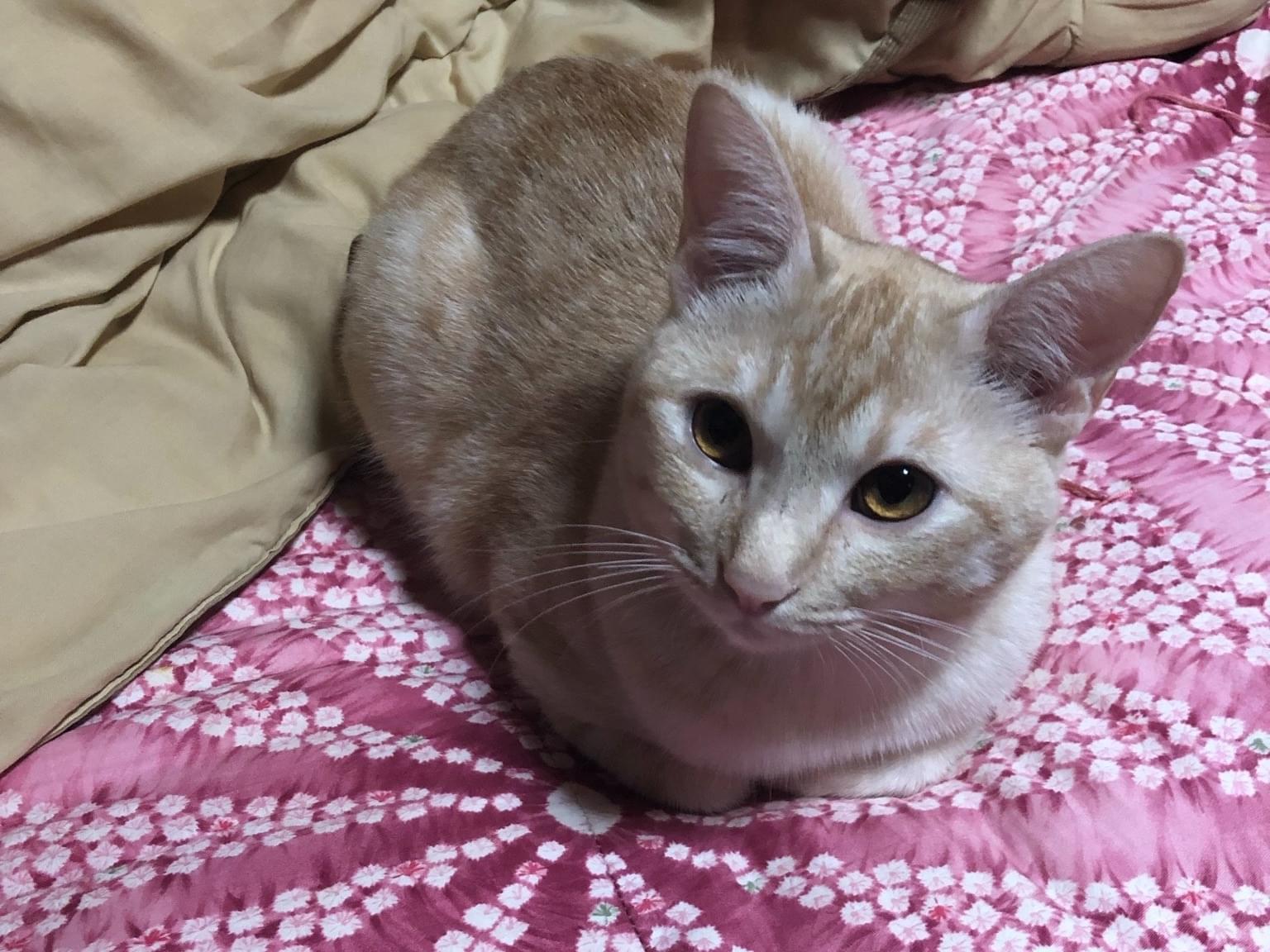 きなこちゃん きなこちゃん