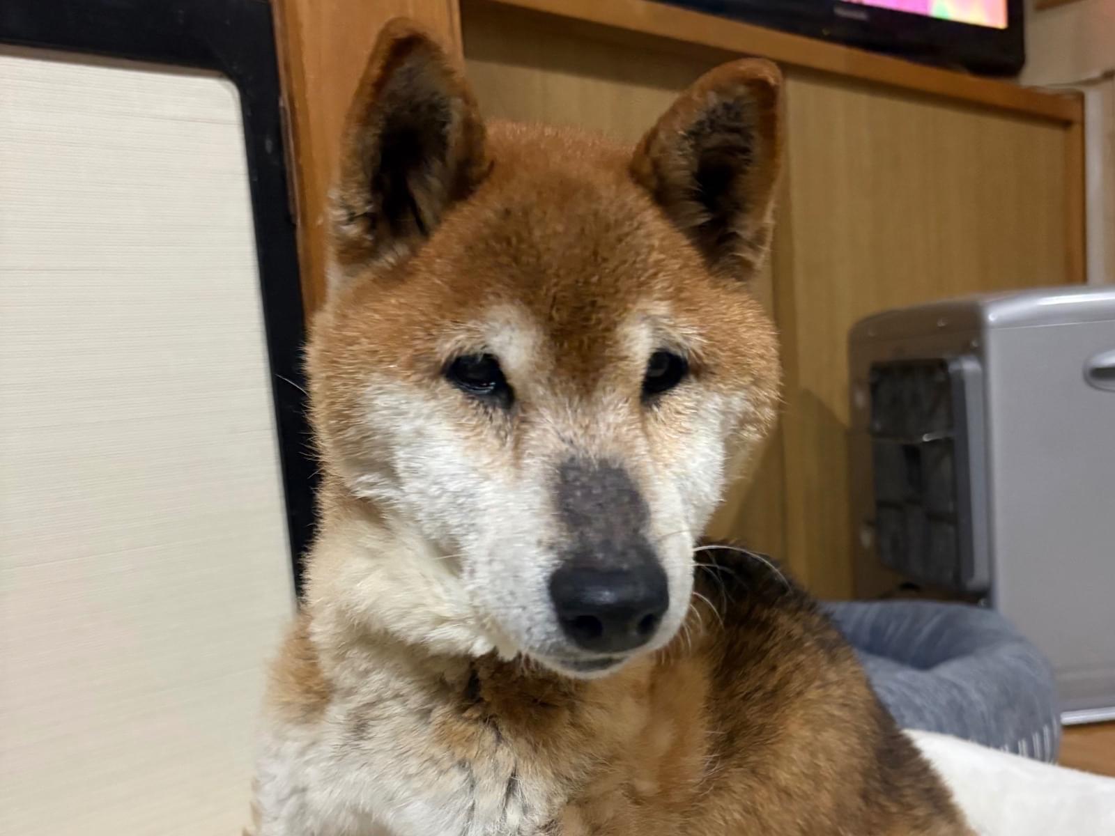 てんちゃん てんちゃん