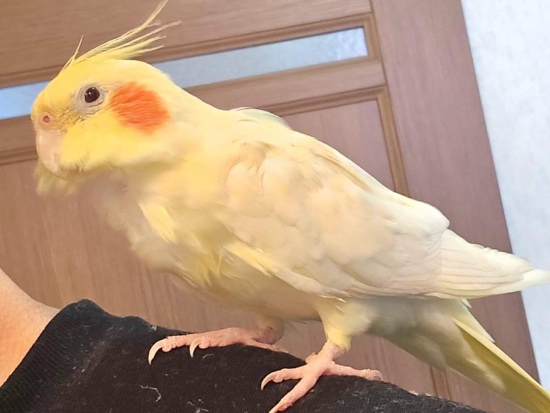 きなこちゃん